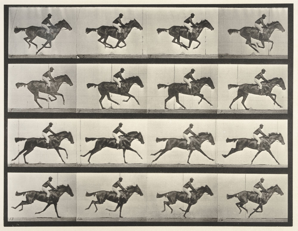 Animal Locomotion