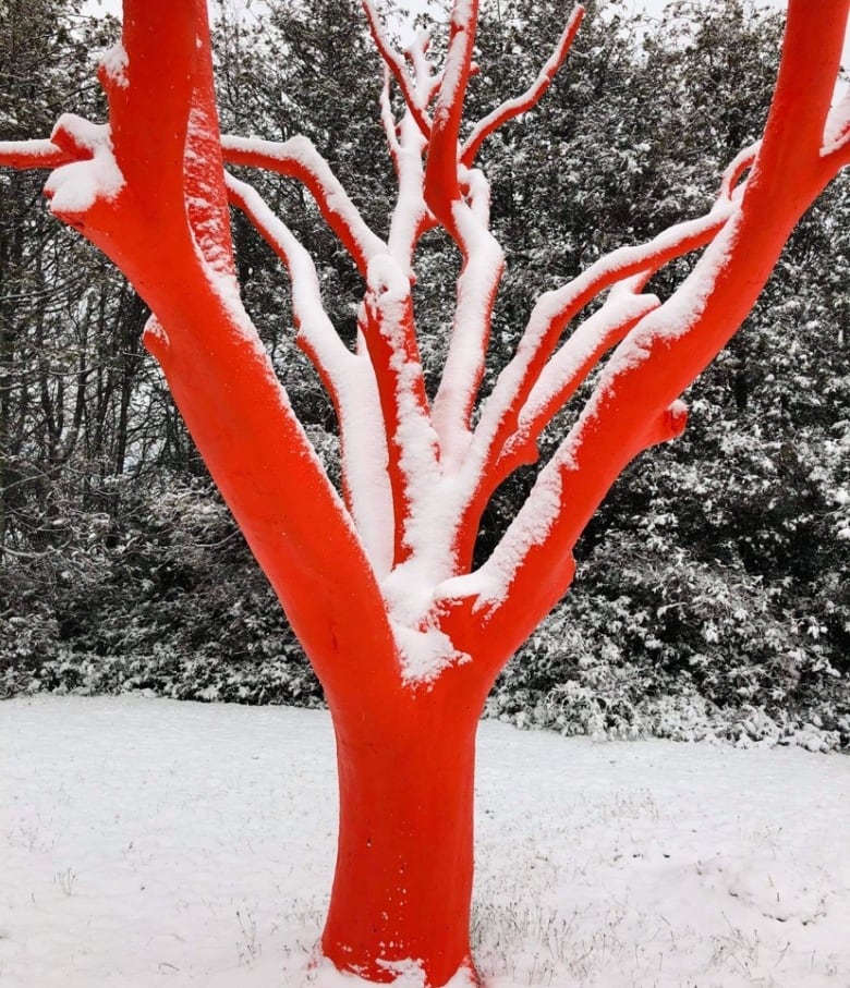 Red Tree Trunks